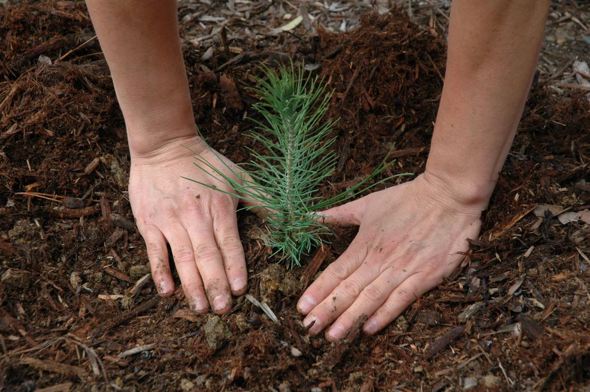 Hands planting tree