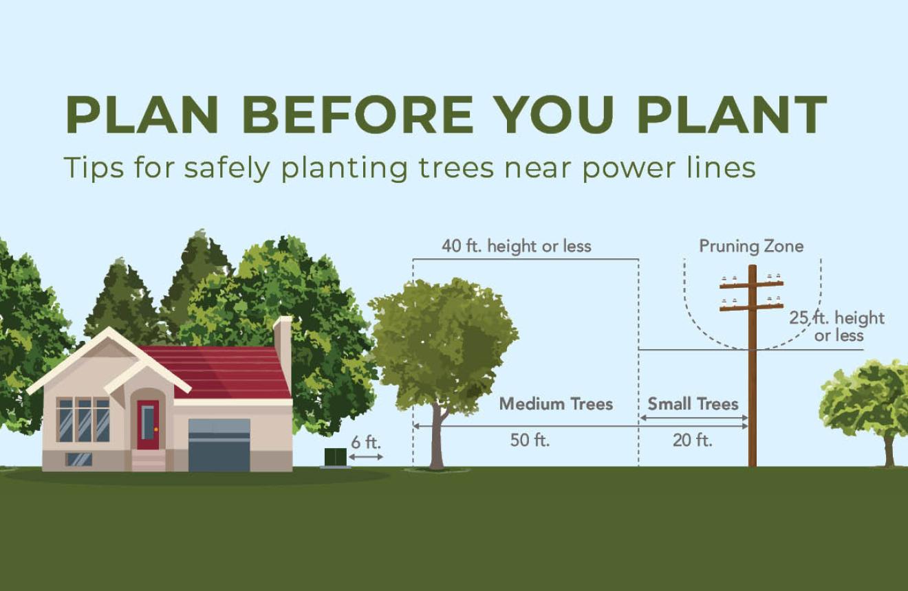 Plan Before You Plant Trees