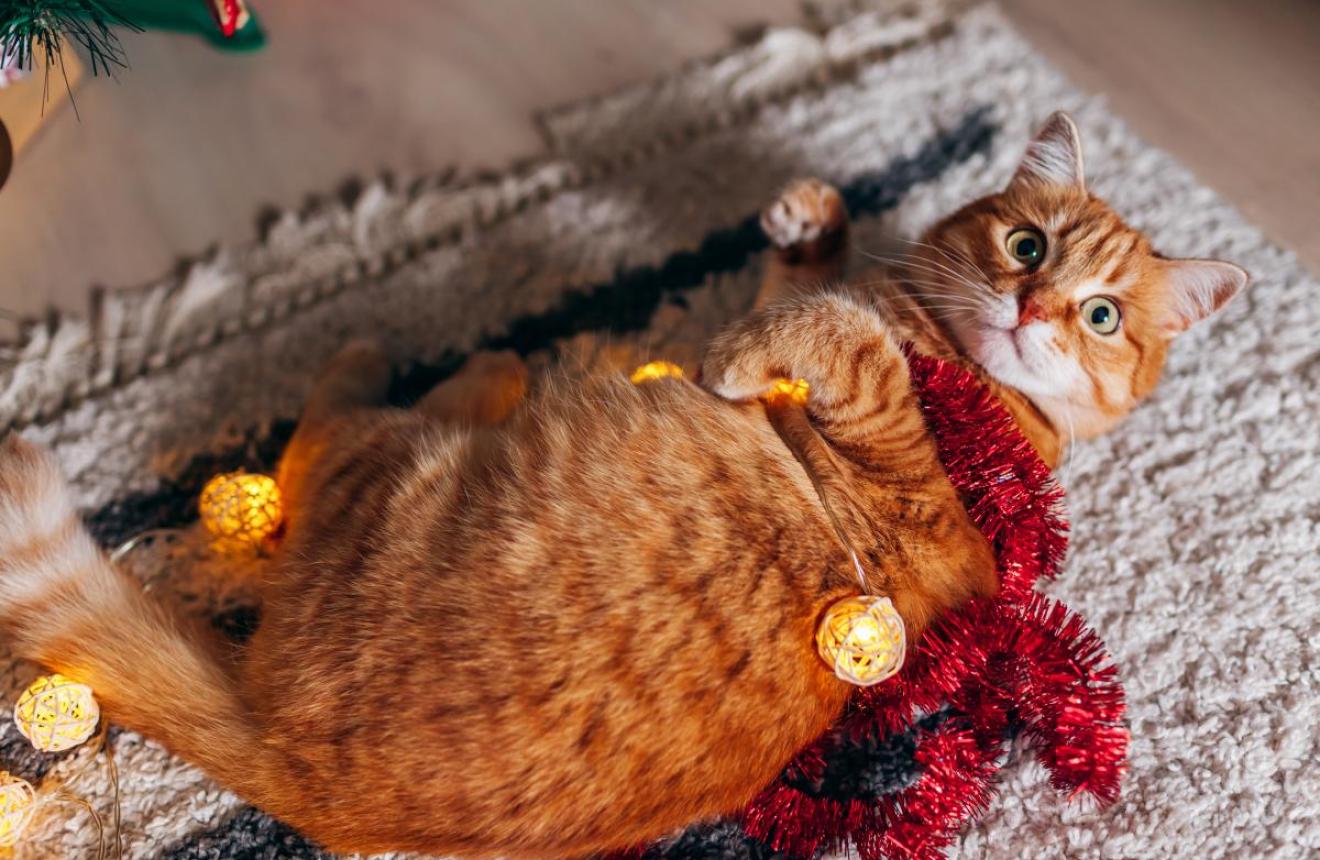 Cat in string of lights