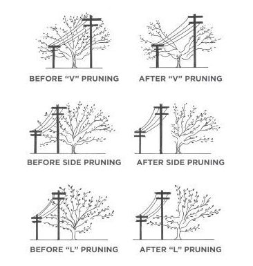 Before-and-After-Trimming-Diagram.jpg